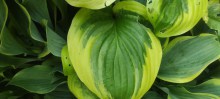 Funkia (Hosta) Oh Cindy c1