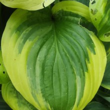 Funkia (Hosta) Oh Cindy c1