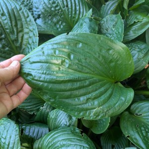 Funkia (Hosta) Potomac Pride