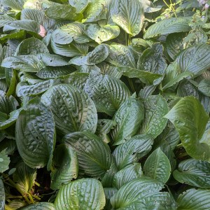 Funkia (Hosta) Potomac Pride - zdjęcie 4