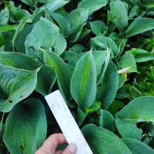 Funkia (Hosta) Saint Paul c1