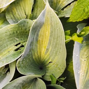 Funkia (Hosta) Saint Paul c - zdjęcie 4