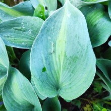 Funkia (Hosta) Saint Paul c1 - zdjęcie 3