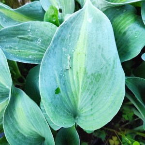 Funkia (Hosta) Saint Paul c1 - zdjęcie 3