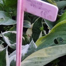 Funkia (Hosta) Saint Paul c - zdjęcie 5