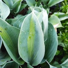 Funkia (Hosta) Saint Paul c1 - zdjęcie 2