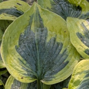 Funkia (Hosta) Tootie Mae - zdjęcie 5