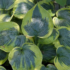 Funkia (Hosta) Tootie Mae - zdjęcie 6