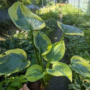 Funkia (Hosta) Tootie Mae - zdjęcie 7