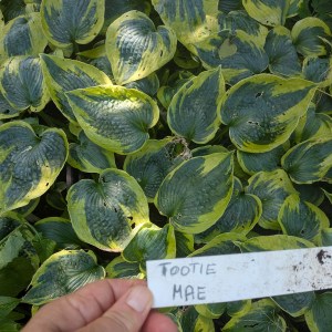 Funkia (Hosta) Tootie Mae - zdjęcie 8