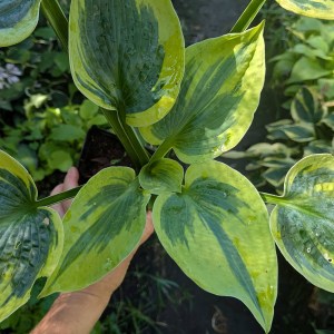 Funkia (Hosta) Tootie Mae - zdjęcie 9