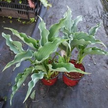 Funkia (Hosta) Waterslide p9 sadzonka