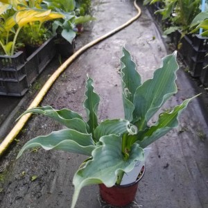 Funkia (Hosta) Waterslide p9 sadzonka