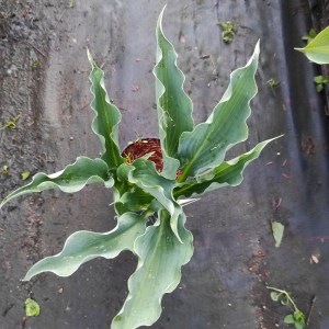 Funkia (Hosta) Waterslide p9 sadzonka
