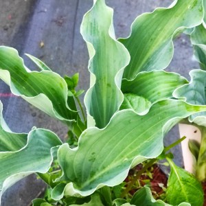 Funkia (Hosta) Waterslide p9 sadzonka