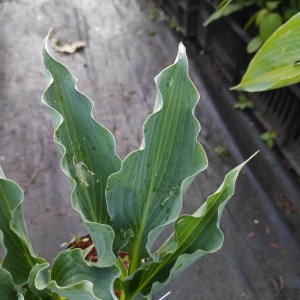 Funkia (Hosta) Waterslide p9 sadzonka