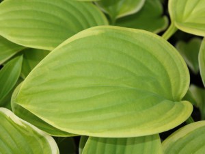 funkia_Fragrant__4c801c2b62cae.jpg