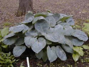 funkia_Gray_Cole_4b6875e8952a8.jpg