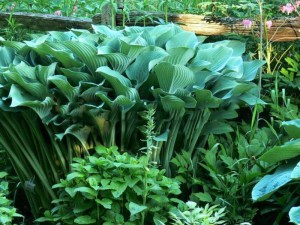 Funkia (Hosta) Krossa Regal sadzonka zdjęcie 1