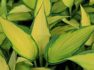 Funkia (Hosta) Orange Marmalade zdjęcie 1