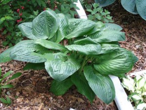 funkia_Potomac_P_4b68795e536ed.jpg