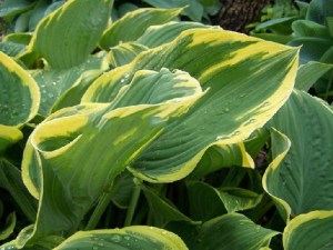 Funkia (Hosta) Sagae zdjęcie 1