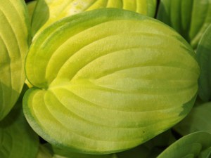 Funkia (Hosta) Stained Glass zdjęcie 1