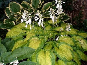 Funkia (Hosta) Summer Serenade sadzonka zdjęcie 1