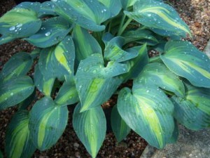 Funkia (Hosta) Touch of Class sadzonka zdjęcie 1
