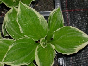 funkia_Undulata__4b687ca72cd11.jpg