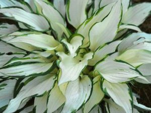 funkia_White_Chr_4b687d398da21.jpg