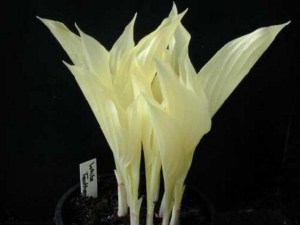 funkia_White_Fea_4b687ceab8ca0.jpg