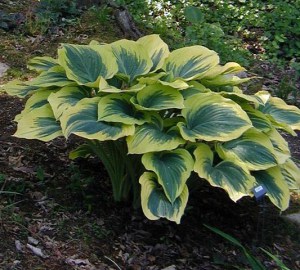 funkia_Yellow_Ri_4b687d0b68870.jpg