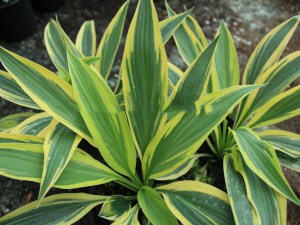 Funkia (Hosta) Lakeside Dragonfly sadzonka 4