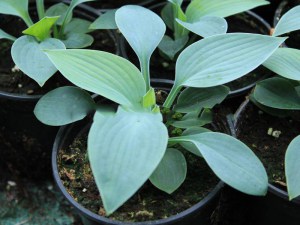 Funkia (Hosta) Hadspen Blue zdjęcie 2