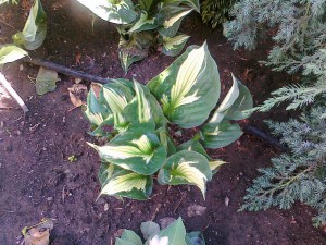 Funkia (Hosta) Whirlwind Tour zdjęcie 1