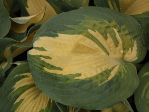 Funkia (Hosta) Thunderbolt zdjęcie 1
