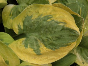funkia___Hosta___4fcc9f5316dbc.jpg