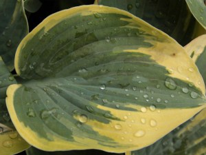funkia___Hosta___4fcca01737d5f.jpg