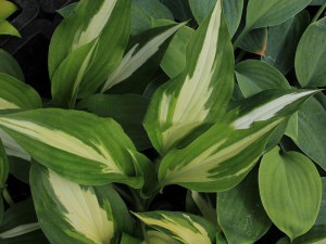 Funkia (Hosta) Christmas Candy zdjęcie 1