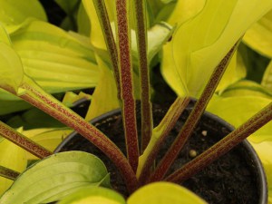 Funkia (Hosta) Fire Island zdjęcie 1