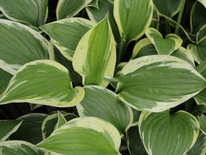 Funkia ( Hosta) Independence zdjęcie 1