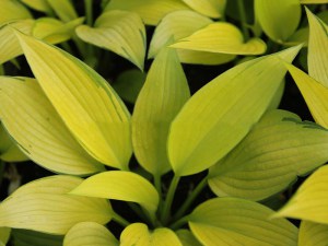 Funkia (Hosta) June Fever zdjęcie 1