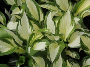 Funkia (Hosta) Loyalist zdjęcie 1