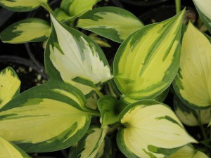 Funkia (Hosta) Morning Lights zdjęcie 1