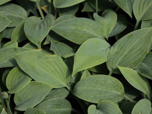 Funkia (Hosta) Prairie Sky zdjęcie 1