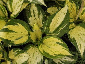 Funkia (Hosta) Revolution zdjęcie 1