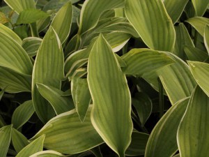 Funkia (Hosta) Alex Summers zdjęcie 1
