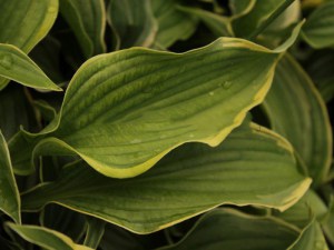 Funkia (Hosta) Spring Fling zdjęcie 1