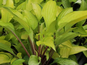 Funkia (Hosta) Paradise Islands zdjęcie 1